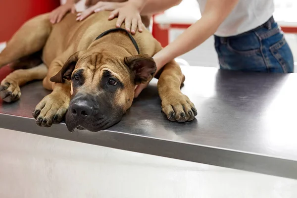 owners of the dog calm down, hug the dog before the examination