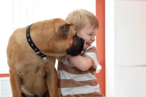 joyful child boy and dog in love with each other
