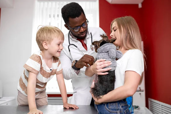 adorable dog at vet office on medical checkup by professional vet doctor