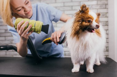 Yün kurutma sırasında tatlı köpek yavrusu tükürüğü