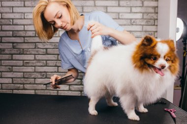 Uzman bir kuaförde spitz evcil hayvan bakımı.
