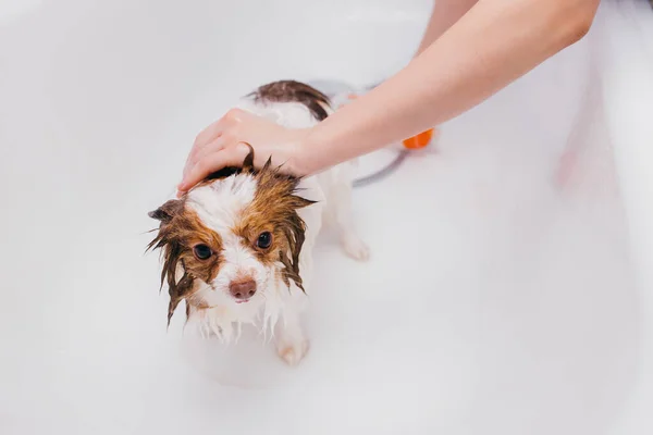 Uroczy pies dostaje kąpiel — Zdjęcie stockowe