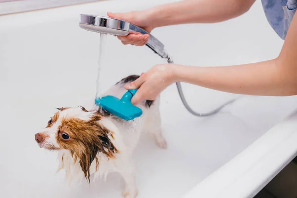 Divertido spitz mascota en baño antes de aseo —  Fotos de Stock