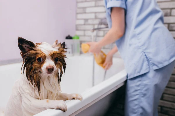 Hewan peliharaan cantik spitz mendapatkan mandi di kamar mandi — Stok Foto