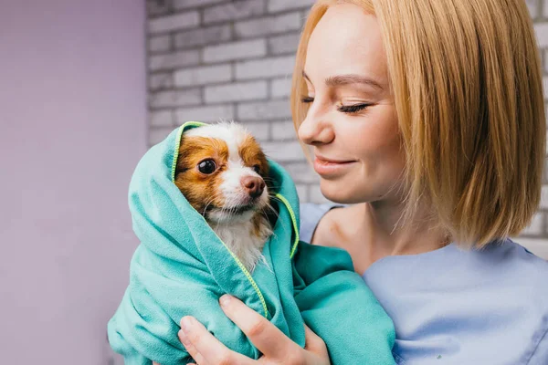 Bello caucasico femmina groomer prendersi cura di pet — Foto Stock