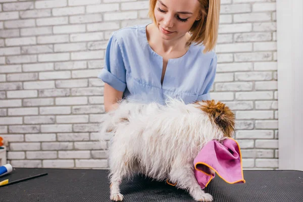 Προσεκτική groomer στεγνώνει τα σκυλιά μαλλί χρησιμοποιώντας πετσέτα — Φωτογραφία Αρχείου