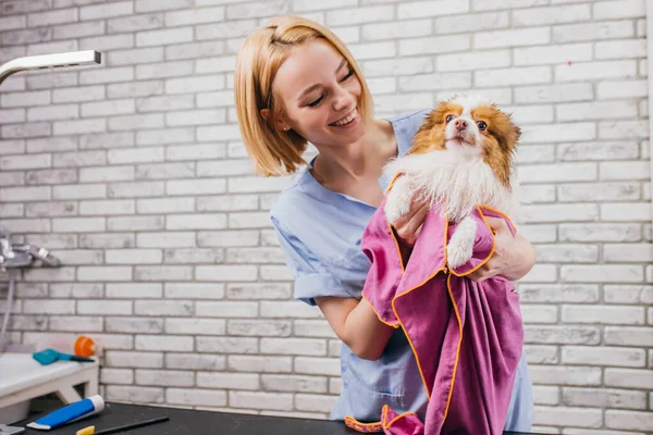 Attento toelettatore asciuga cani lana utilizzando asciugamano — Foto Stock
