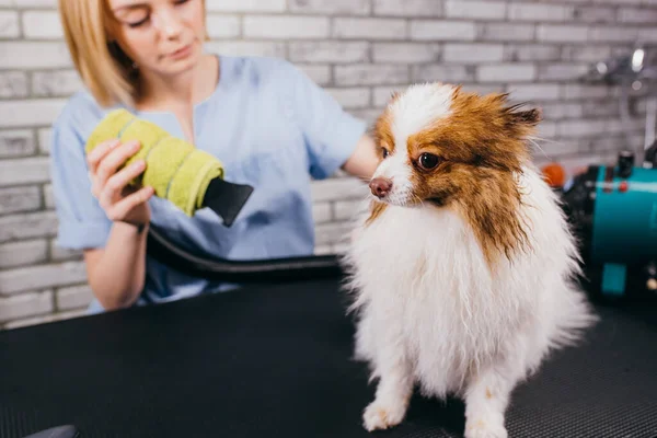 Groomer handtag med husdjur i salong — Stockfoto