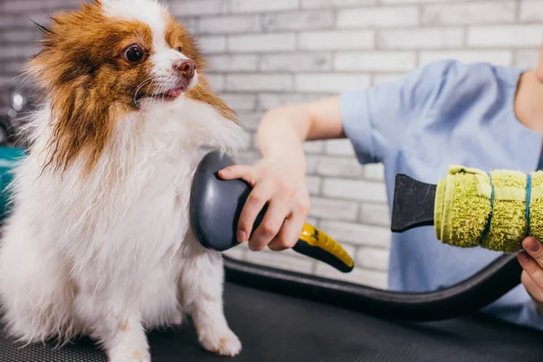 Сушка і розчісування шерсті собаки в салоні для догляду — стокове фото