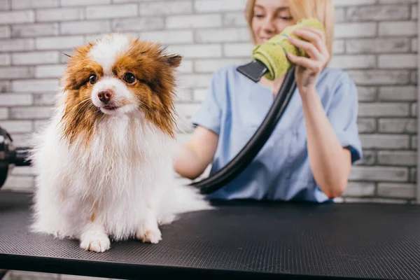 Красивий щеня в салоні для догляду — стокове фото