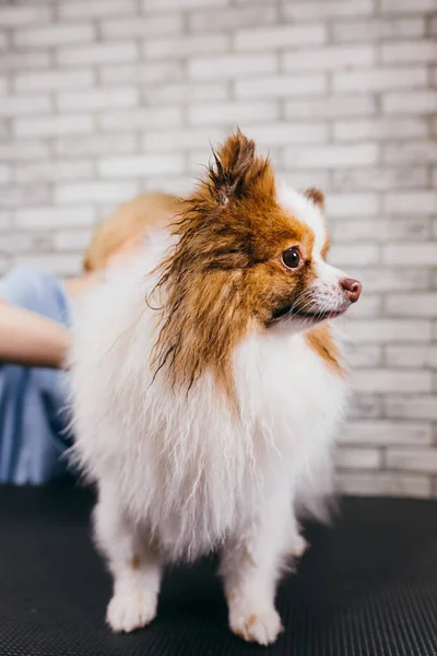 Грумер зачіска шпіц в салоні краси для собак — стокове фото
