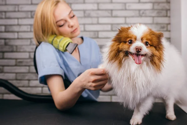 Söt sällskapsdjur spitz på förfarandet för hårklippning, grooming — Stockfoto