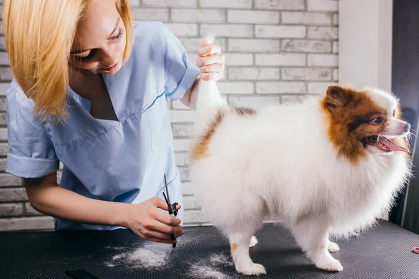 Köpekler için kuaförde küçük bir köpek tükürüğü yetiştiriyorum.