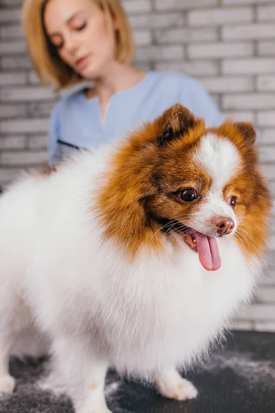 Adorabile cagnolino nel salone di toelettatura — Foto Stock
