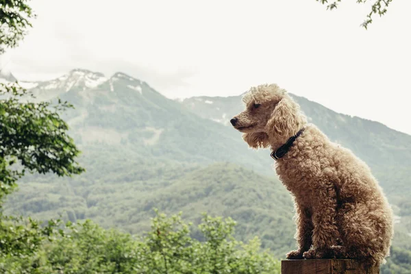 Gelukkige stamboom hond buiten op een zonnige zomerdag. — Stockfoto