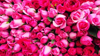 arka plan resmi pembe Gül