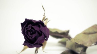 Kurutulmuş gül yaprakları. Pembe gül yaprakları. Sevgililer.