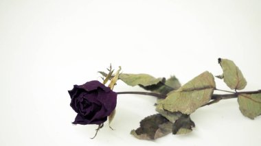 Kurutulmuş gül yaprakları. Pembe gül yaprakları. Sevgililer.