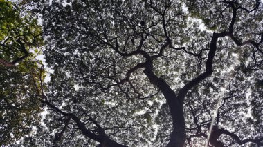 Bir yaz akşamı ağaçlar güneş ışığı altında. Ağaçlar güneş ışığı altında