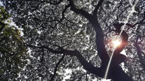 Stromy Slunci Pozdní Letní Večer Stromy Slunci — Stock fotografie