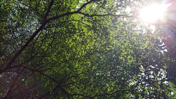 Bäume Sonnenlicht Einem Spätsommerlichen Abend Bäume Sonnenlicht — Stockfoto