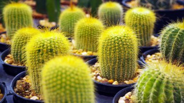 Bir küçük tencerede kaktüs. 