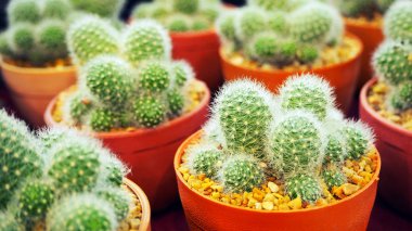 Bir küçük tencerede kaktüs. 