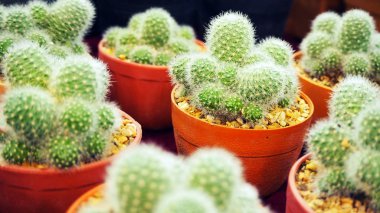 Bir küçük tencerede kaktüs. 