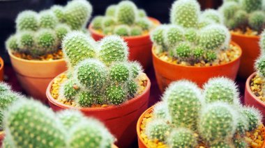 Bir küçük tencerede kaktüs. 