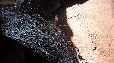 Örümcek ağı. Örümcek web yakın çekim.
