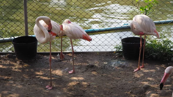 Grupo Flamingos Água — Fotografia de Stock