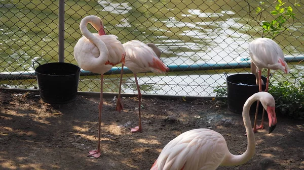 Grupo Flamingos Água — Fotografia de Stock