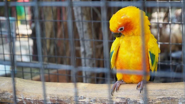 Papagaio Amarelo Laranja Uma Jaula Parque Público Jandaya Parakeet — Fotografia de Stock