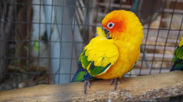 Papagaio Amarelo Laranja Uma Jaula Parque Público Jandaya Parakeet — Fotografia de Stock