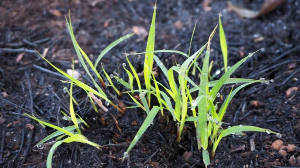 Primer Plano Hierba Con Rocío Hierba Verde — Foto de Stock