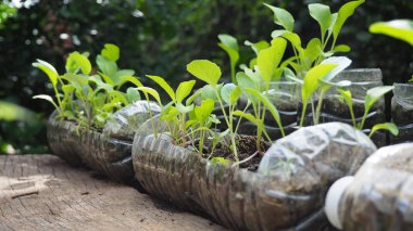 Ağaçlar geri dönüşümlü plastik şişelerde ekilir. Bir şişeye yerleştirdi. Plastik geri dönüşüm.