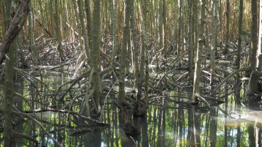 Mangrov ağaç. Mangrov bataklık