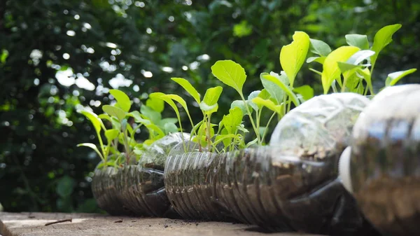 Trees are planted in recycled plastic bottles. Planted in a bottle. Plastic recycle.