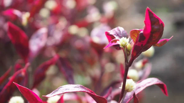 Röda Blad Med Vita Blommor — Stockfoto