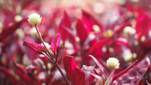 Folhas Vermelhas Com Flores Brancas — Fotografia de Stock