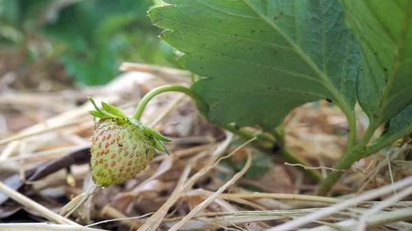 Strawberry tree in the garden. Strawberry is not cooked yet.