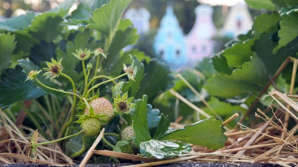 Strawberry Tree Garden Strawberry Cooked Yet — Stock Photo, Image