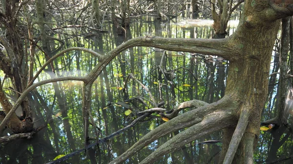 Mangrove tree. Mangrove in the swamp