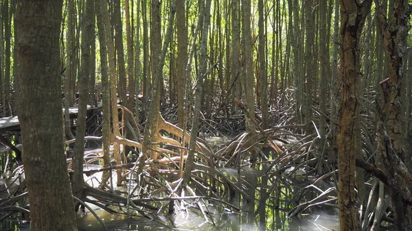 Mangrove tree. Mangrove in the swamp