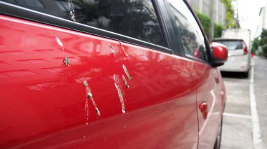 Bird feces on red car. Bird droppings on cars. clipart