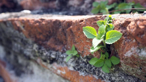 Árboles Creciendo Ladrillo Antigua Pared Ladrillo Rojo Viejo Con Pequeño — Foto de Stock