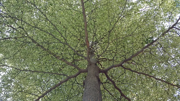 Alberi Alla Luce Del Sole Una Serata Fine Estate Alberi — Foto Stock