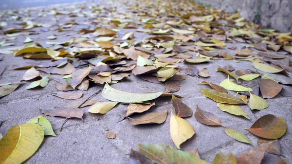 Dry leaves on pedestrian walkways. Dry leaves on the pavement in autumn park.