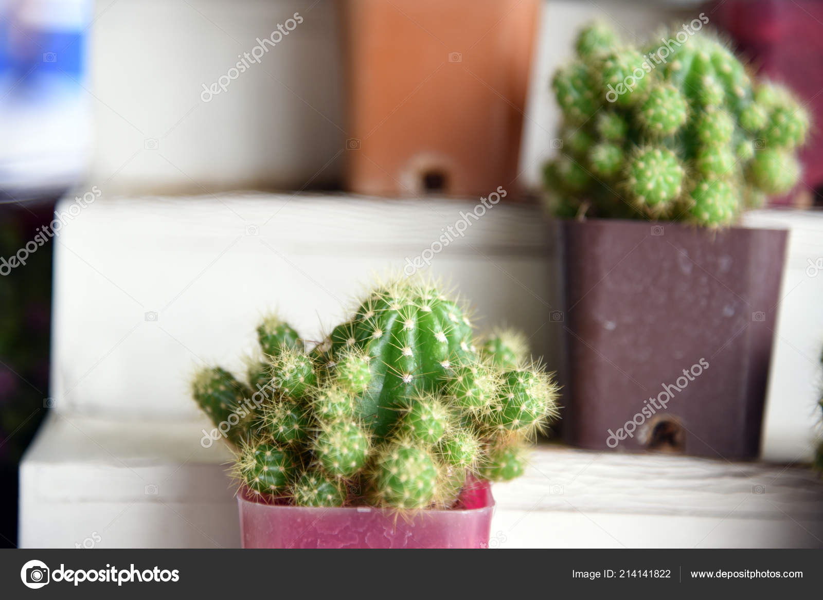 Small Cactus Pot Home Decoration Blur Background Cactus Small Pot