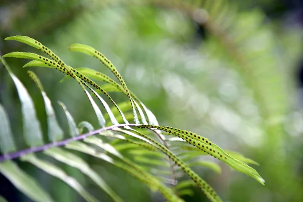 Папороть Листя Природного Фону Свіжими Зеленого Папороть Sporophytic Strobulus — стокове фото